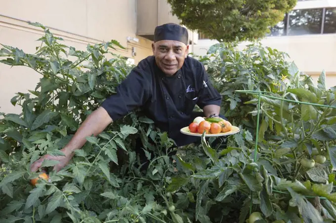 Hispanic man pics tomatoes in garden