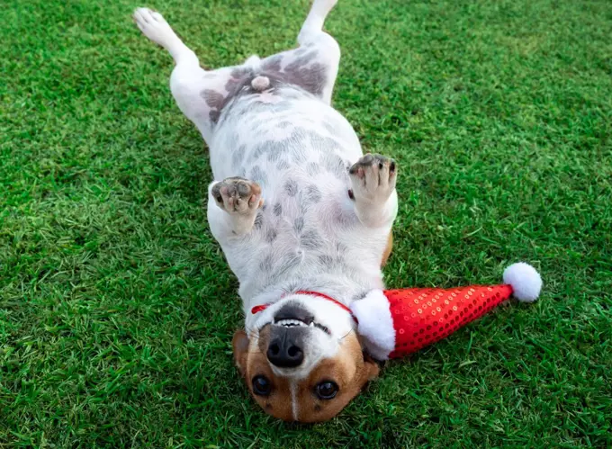 Cute Puppy Playing with his Santa Hat