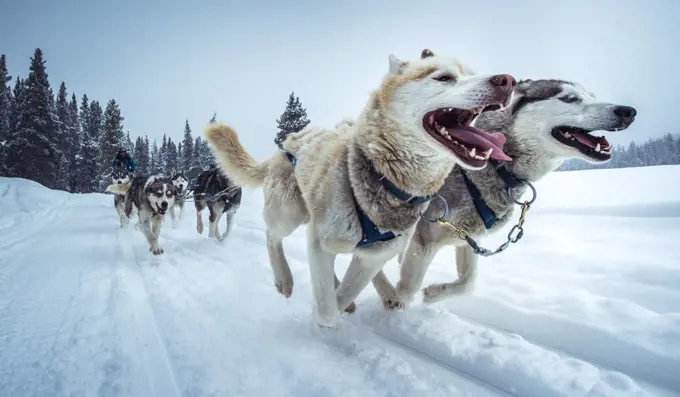 wide-angle shot of sled-dogs running on snowy trail