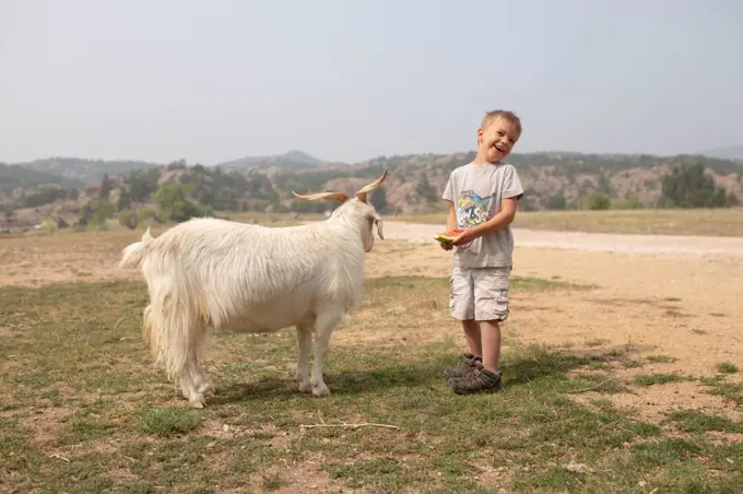 Boy laughing as he feeds his pet goat