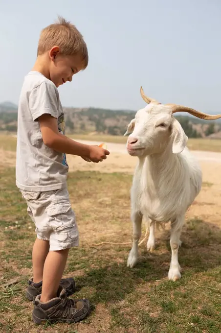 Goat looking to eat more watermelon from little boy