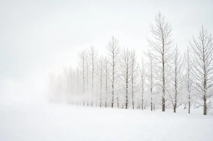 Forest trees on snowy day