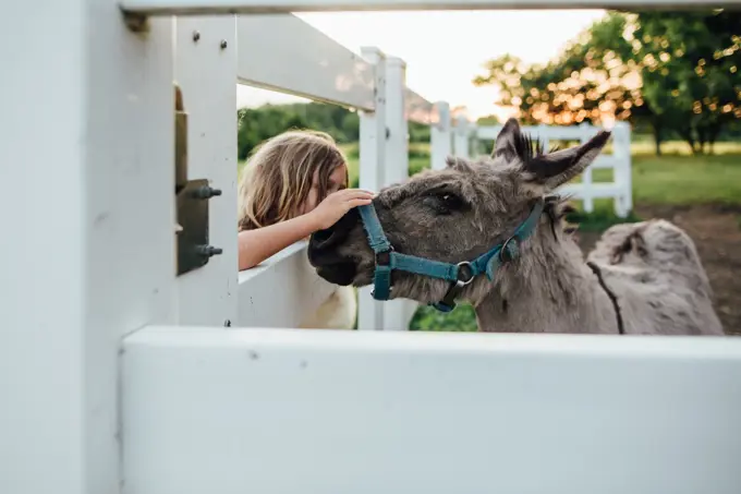 little boy pets miniature donkey on farm