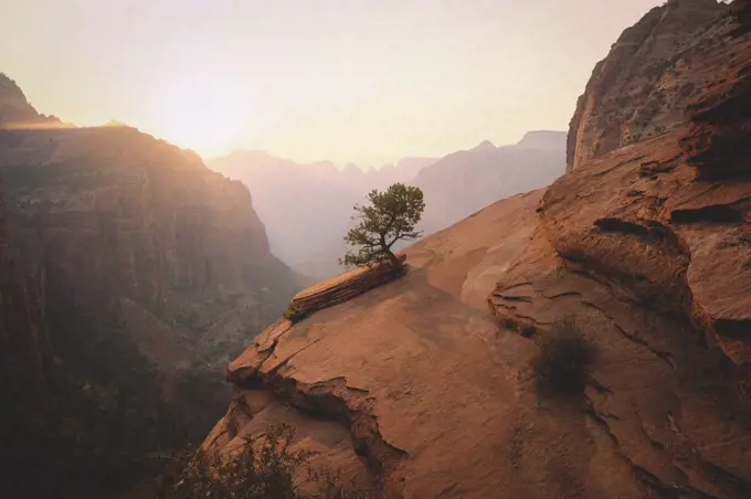 Lone Tree in Zion National Park at Sunset