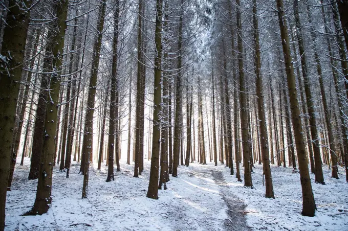 beautiful winter landscape  snow covered pine forest