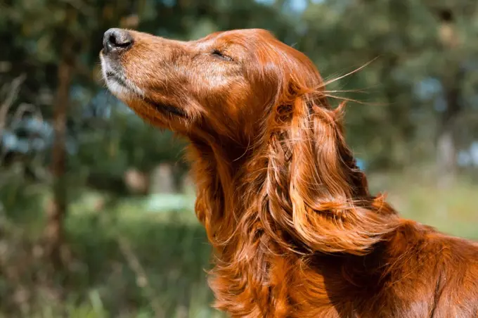 Pretty hound dog in a forest, enjoys the wind and the sun