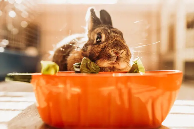 Dwarf Rabbit eating lettuce in a carrot bowl