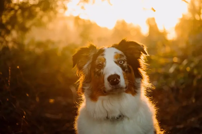 Blue Merle Australian Shepherd portrait during sunset in forest