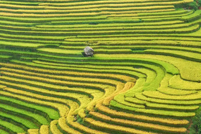 Green Rice fields on terraced in Mu cang chai, Vietnam Rice fiel