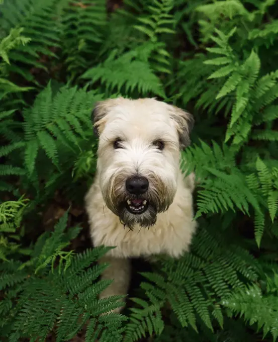 Close up of wheaten terrier dog surrounded by green fern leaves.