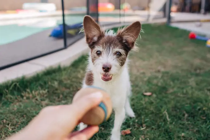 Happy rat terrier playing fetch in backyard in summertime