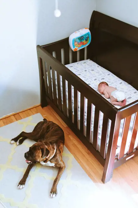 A brindle boxer dog lays next to a crib with a sleeping baby boy