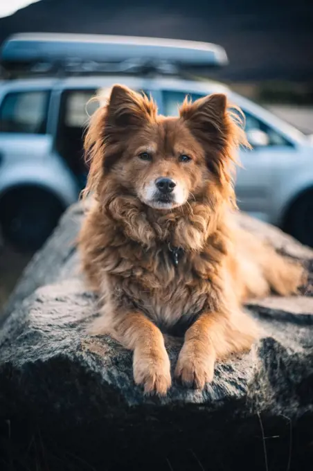 Fluffy red dog on rock in front of car