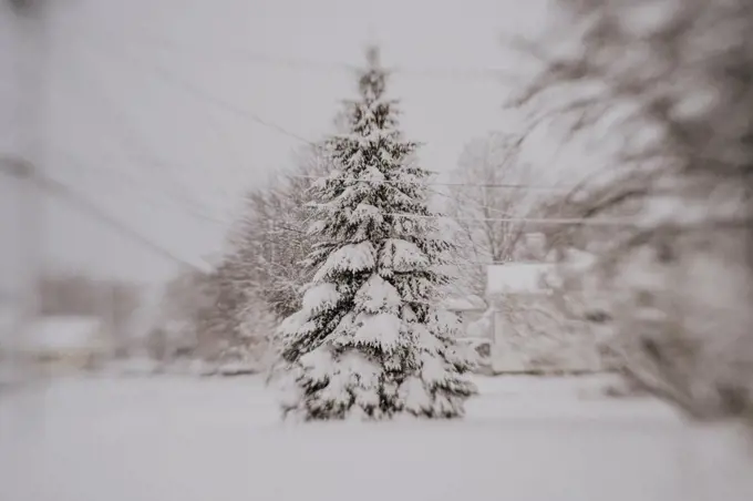 snow covered evergreen during a snowstorm