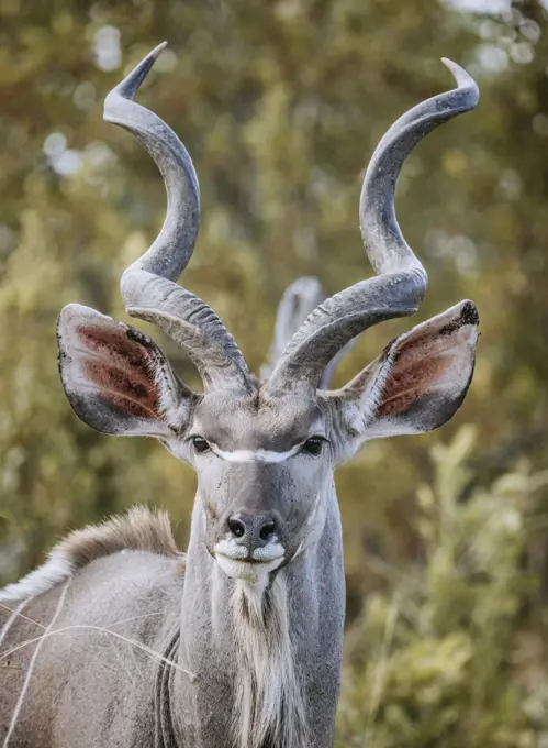 Male Kudu with massive horns, Kruger National Park, South Africa