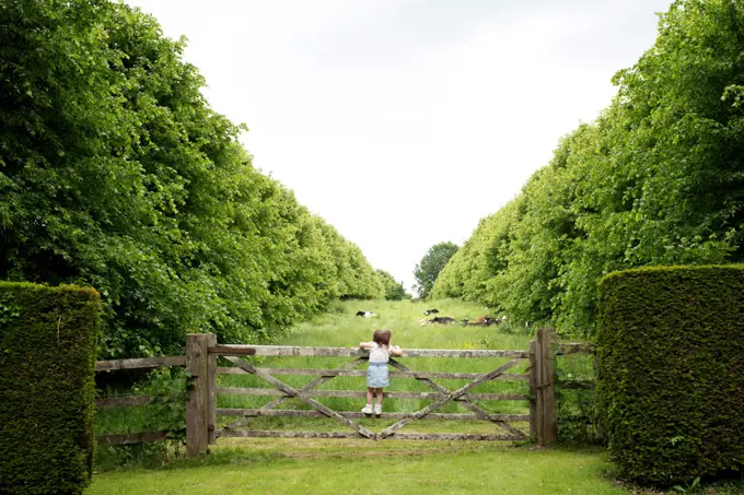 toddler climbing a gate in the countryside to look at a field of cows