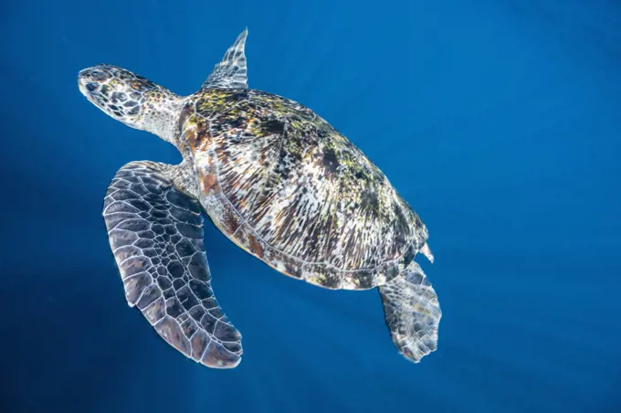 A green sea turtle swimming by at the Andaman Sea / Thailand