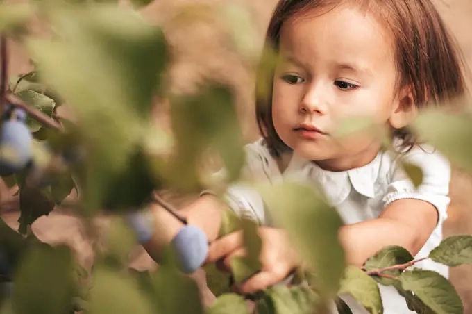 Little girl in the orchard plums,harvest