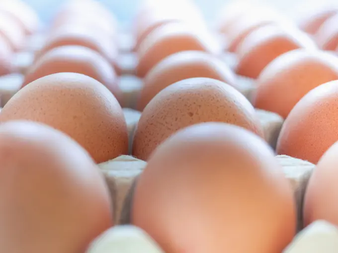 Fresh chicken eggs in egg carton
