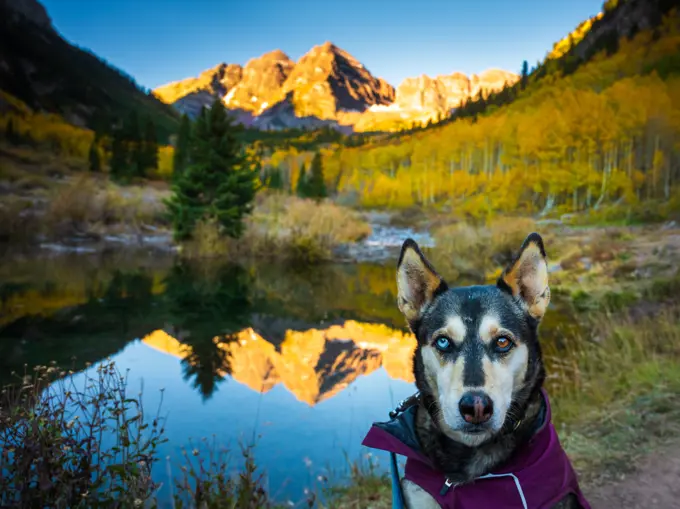 Husky with Different Colored Eyes at Colorado's Maroon Bells