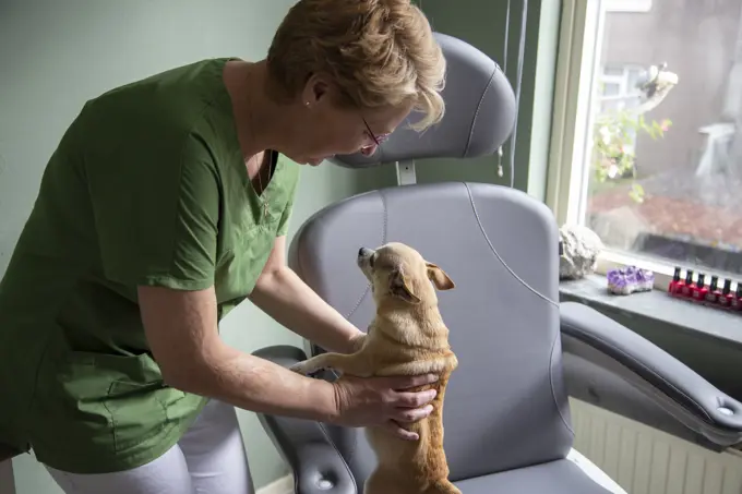 A nurse lifting up a small dog from a chair