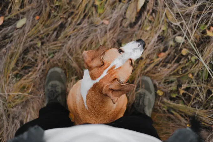 Dog sitting at the feet of a human in autumn grass, pov shot