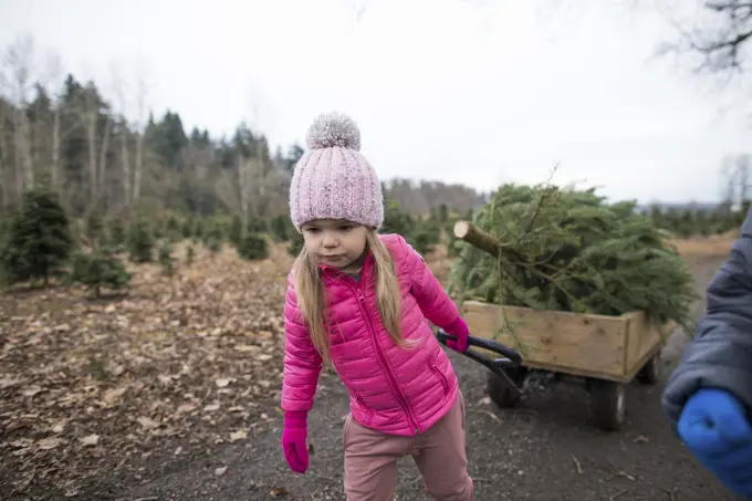 Determined young girl pulls wagon with Christmas Tree