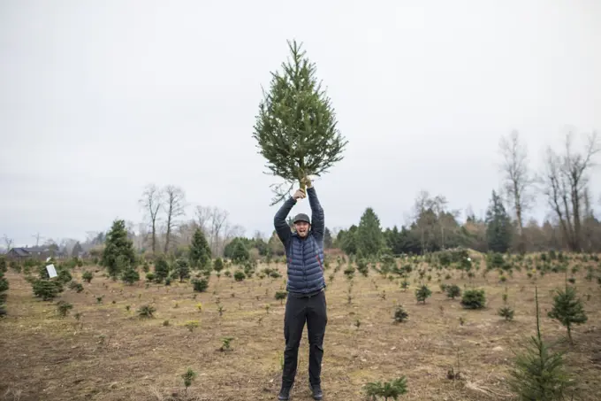 Man hold Christmas Tree above head at tree farm