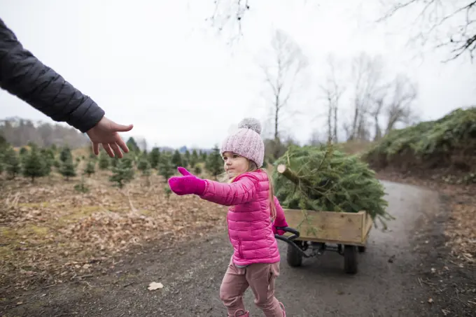 Young girl reaches for dads hand, help to pull Christmas tree