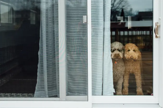 Dogs at backdoor looking out