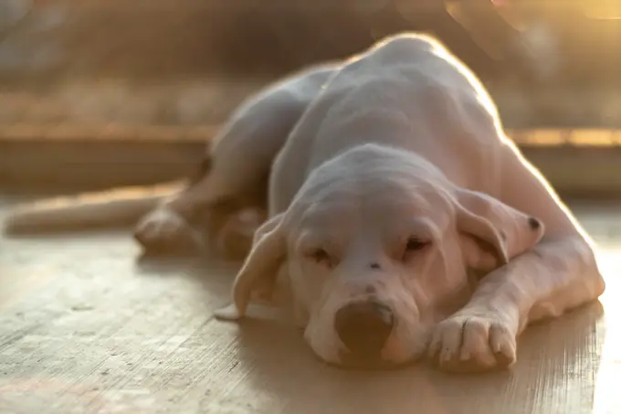 Big white dog sleeping during a sunset