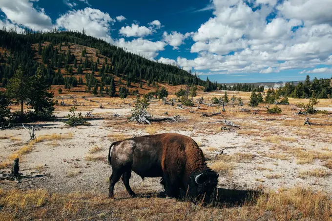 Bison Buffalo Yellowstone National Park Landscape