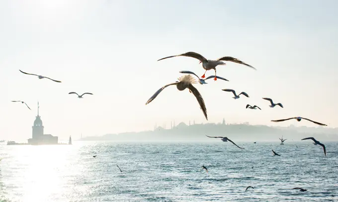 Seagulls flying in sky around the Maiden tower in Istanbul