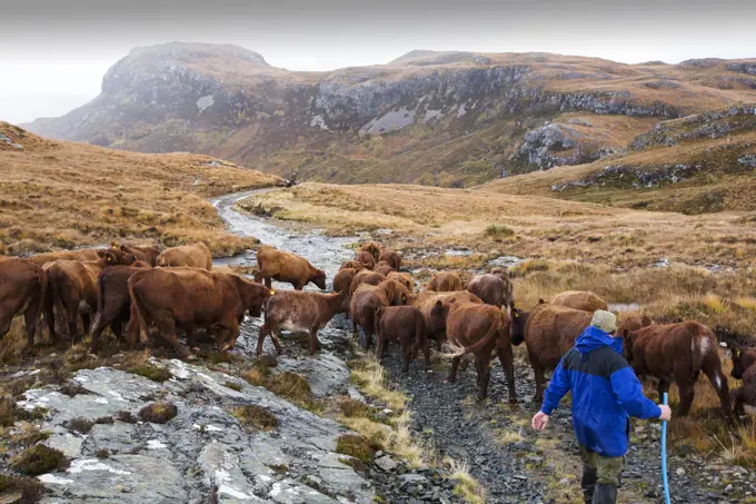 A farmer droves his cattle out of the remote Strath Na Sealga where they have been grazing over the summer, to take them in for winter time, near Dundonnel in the north West Highla