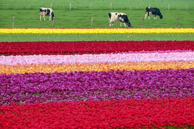 Cows near colorful tulip fields near village of Ursem, Netherlands