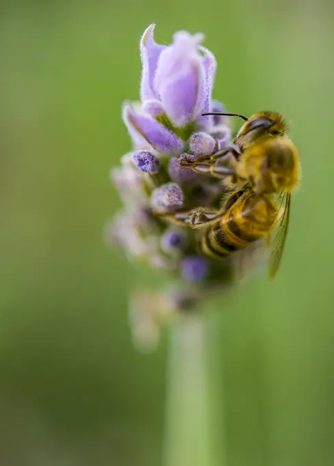 Bee landing on lavender flower