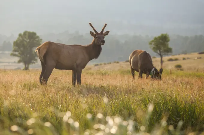 Elk graze in meadow at sunset in Rocky Mountain National Park