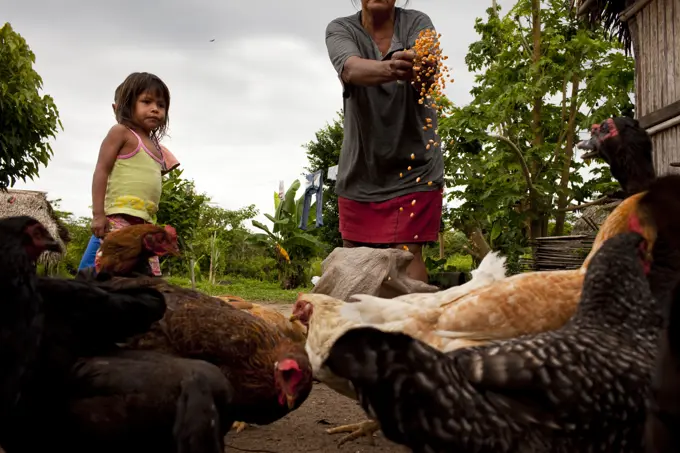 An Oro Win woman feeds the chickens with granddaughter, Sao Luis Indian Post, Amazon Basin, Brazil.