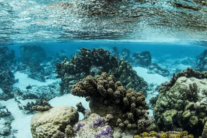 Coral reef in crystal clear waters Tahiti