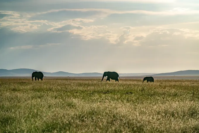 Three elephants walk the savanna in the Maasai Mara in Kenya.