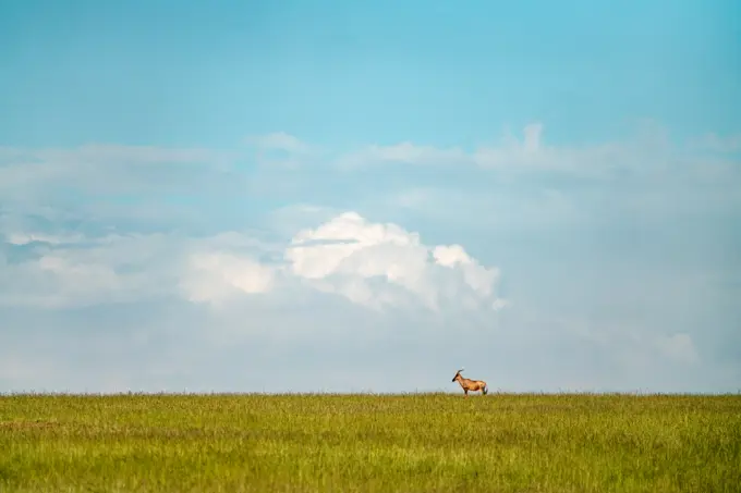 A lone Topi stands in alert in the Maasai Mara in Kenya