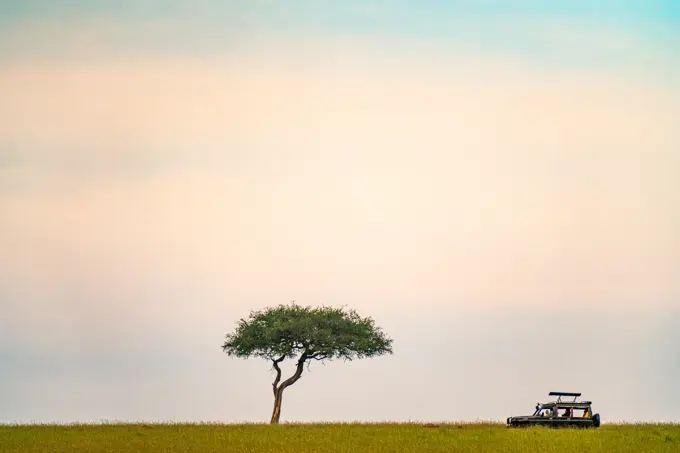 Safari vehicle driving past a Acacia tree in the Maasai Mara in Kenya.