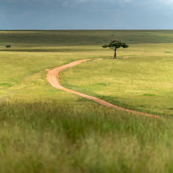 Dirt road winding through rolling hills of the Maasai Mara in Kenya.