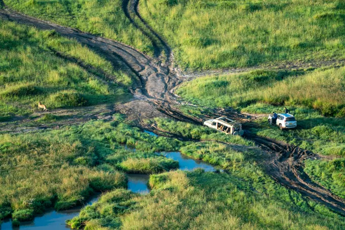 Safari vehicle stuck near a lion in the Maasai Mara in Kenya.