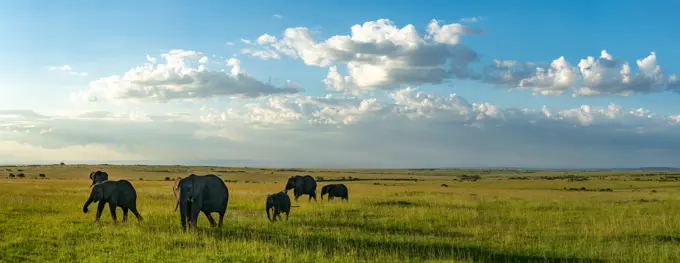 A herd of elephants walk the savanna in the Maasai Mara in Kenya.