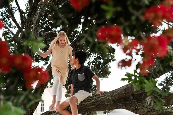 Two children in Pohutukawa tree in New Zealand