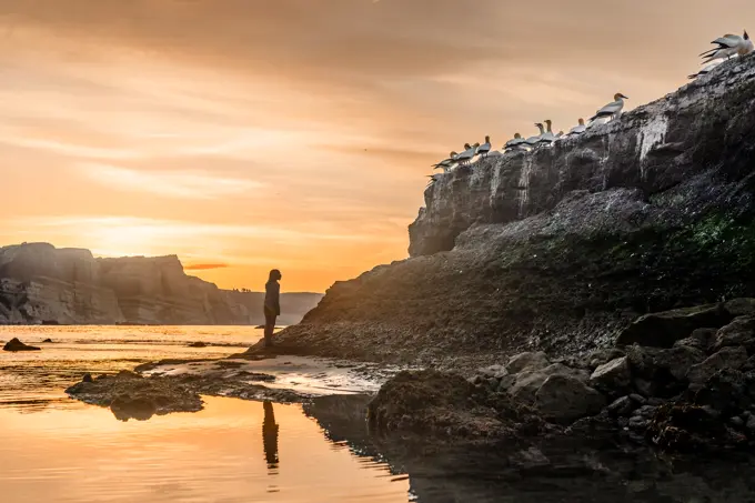 Silhouette of girl viewing Gannet colony in New Zealand