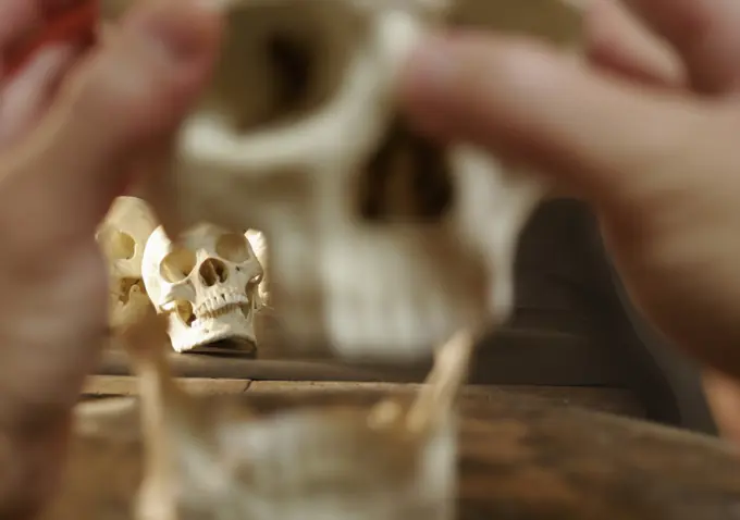 The blurred foreground of the hand of an archeology student examining a human skull with focused skulls behind it.