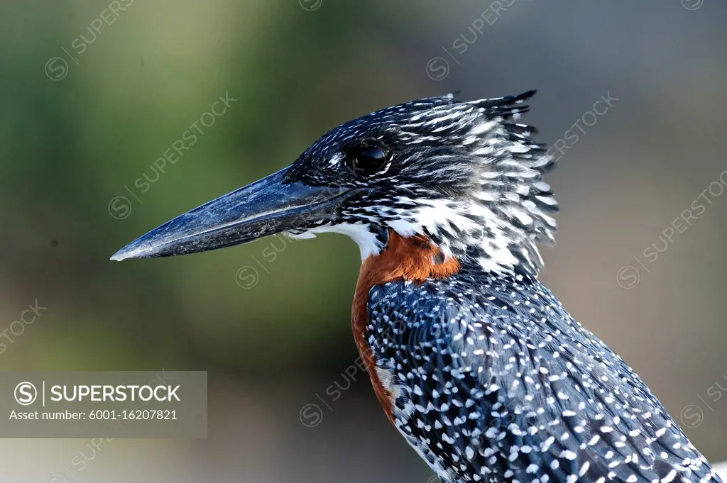 Giant kingfisher in the wilderness of Africa