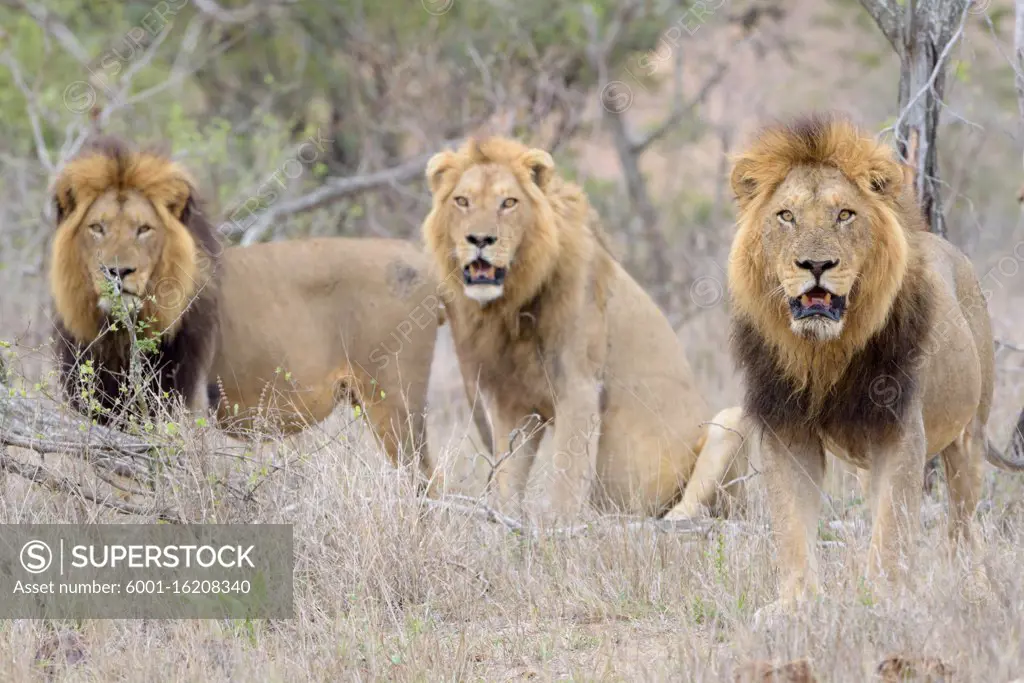 Male lion coalition in the wilderness of Africa